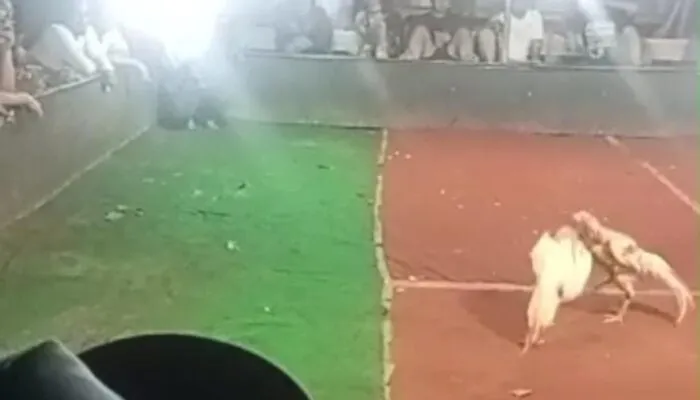 Perjudian Sabung Ayam di Getasan Diduga Kebal Hukum, Warga Resah dan Minta APH Bertindak Tegas