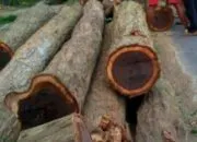 Penebangan pohon oleh perhutani jepara, diwarnai dugaan isu penggelapan kayu.