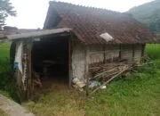Nestapa Mbah Supi: Lansia Sebatang Kara di Karang Joho Tinggal di Rumah Hampir Roboh