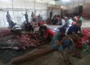 Menyambut Hari Raya Idul Adhar 1446 H Warga Desa Padang Panyang ,Qurban 15 ekor Sapi dan 3 pKambing