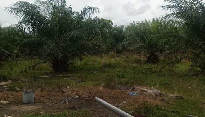 Diduga Serobot Lahan Warga, Izin HGU PT USJ di Nagan Raya Didesak Dievaluasi Total