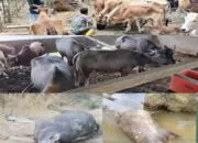 Aset BUMG Desa Babah Rot Kecamatan Tadu Raya Ada Peningkatan Pendapatan BUMDES