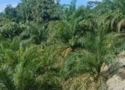 Sulitnya Mencari Keadilan Penyerobotan Lahan Kebun Warga . Pemkab Serta APH DiMinta Bertindak