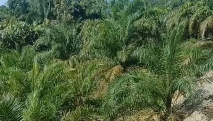 Sulitnya Mencari Keadilan Penyerobotan Lahan Kebun Warga . Pemkab Serta APH DiMinta Bertindak  