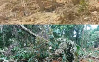 PT KIM Diduga Serobot Lahan Warga di Nagan Raya, Masyarakat Minta APH Bertindak Tegas