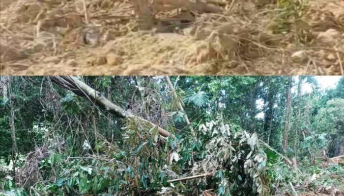 PT KIM Diduga Serobot Lahan Warga di Nagan Raya, Masyarakat Minta APH Bertindak Tegas