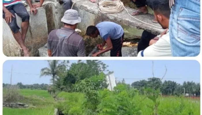 Krisis Pertanian di Nagan Raya: Lumbung Padi Terancam Gagal Panen