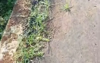 Diduga Asal Jadi, Jalan Aspal di Desa Bondo Jepara Sudah Ditumbuhi Rumput Meski Baru Dikerjakan