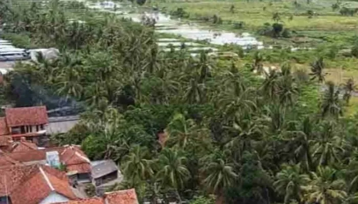 DPRD Pangandaran Usul Kawasan Kelapa Terpadu, Bidik Industri dan Wisata Pesisir