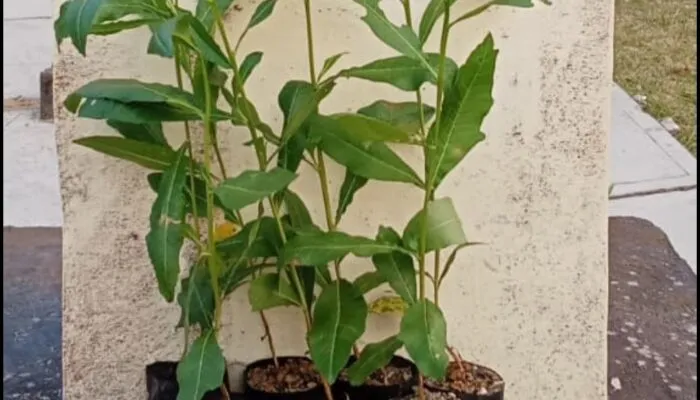 Kayu Tengsek (Dodonaea viscosa): Tanaman Bertuah Nusantara Penopang Kesehatan, Alam, dan Budaya