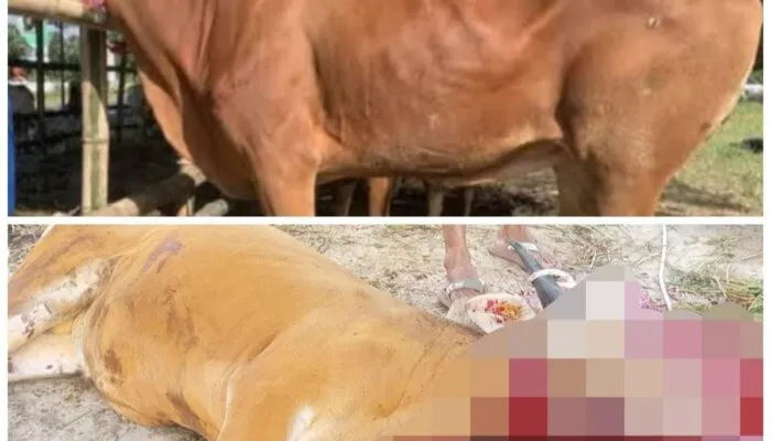 Apresiasi untuk Kepedulian Korban Banjir, Tradisi Meugang Perkuat Solidaritas Warga Aceh Jelang Ramadan