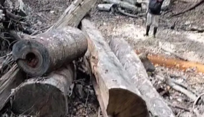 Diduga Illegal Logging di Hutan Ujong Lamie Nagan Raya Kebal Hukum, APH dan KPH Aceh Diminta Bertindak Tegas