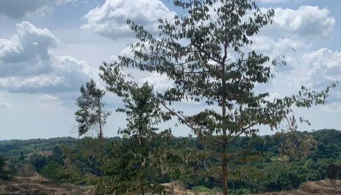 Sengketa Lahan Warga dengan Perusahaan Sawit di Nagan Raya, Musliadi Harap Pemerintah Daerah Bertindak