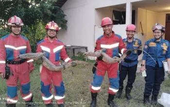 Petugas Disdamkarmat Kota Bekasi Evakuasi Dua Biawak Besar dari Area Musala Warga Jatibening