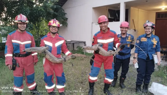 Petugas Disdamkarmat Kota Bekasi Evakuasi Dua Biawak Besar dari Area Musala Warga Jatibening