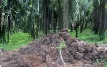 Dua Warga Kubang Gajah Wajib Lapor ke Polsek Usai Dilaporkan PT Socfindo Seunagan, Masyarakat Pertanyakan Penerapan Keadilan