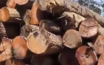 Diduga Illegal Logging Terorganisir di Perbatasan Nagan Raya–Aceh Tengah, Publik Pertanyakan Ketegasan APH dan Satgas PKH