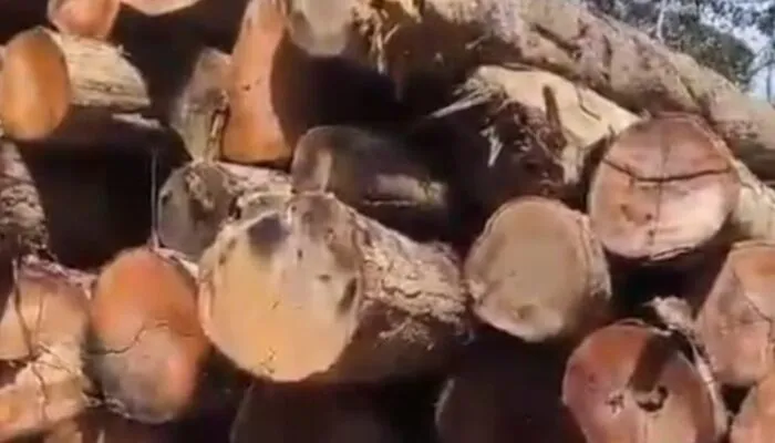 Diduga Illegal Logging Terorganisir di Perbatasan Nagan Raya–Aceh Tengah, Publik Pertanyakan Ketegasan APH dan Satgas PKH