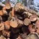 Diduga Illegal Logging Terorganisir di Perbatasan Nagan Raya–Aceh Tengah, Publik Pertanyakan Ketegasan APH dan Satgas PKH