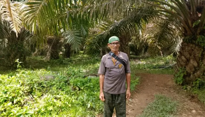 Perusahaan Perkebunan Kelapa Sawit Berkuasa Di Lahan Eks izin HGU PT USJ Disoroti. Diduga Diperjual Belikan . Pemkab Jangan Tutup Mata .